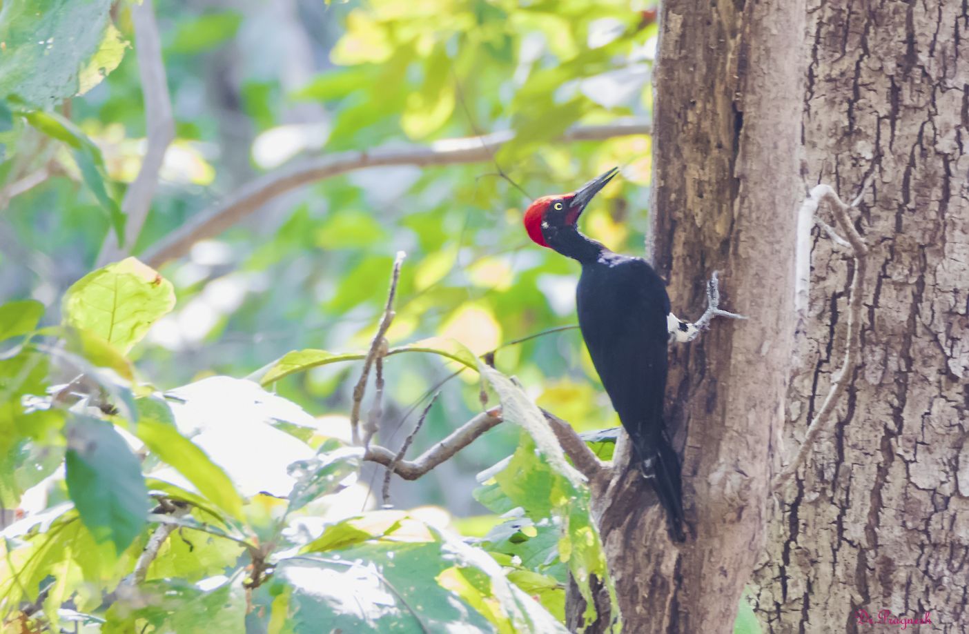 White-bellied Woodpecker